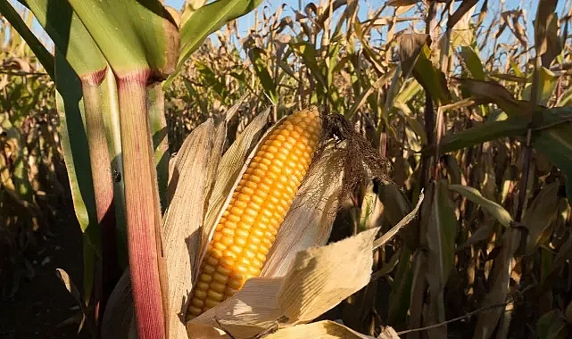 Su ve enerji krizi: ‘Alternatif ürün açıklanmalı!’