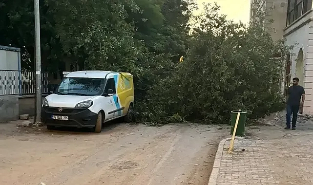 Urfa’nın ilçesinde ağaç devrildi! Yol trafiğe kapatıldı!