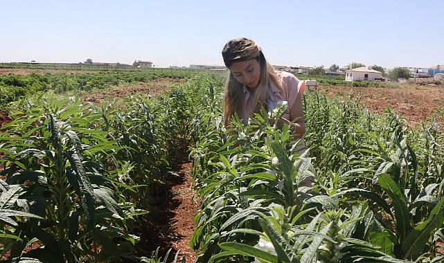 Urfa Susamı, Şanlıurfa Büyükşehir Belediyesi İle Yeniden Hayat Buluyor
