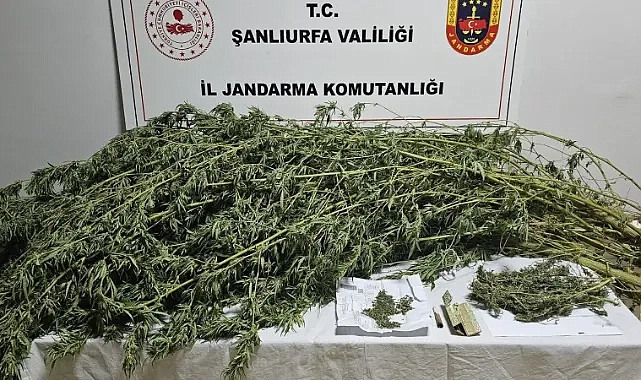 Haliliye’de uyuşturucu operasyonu!