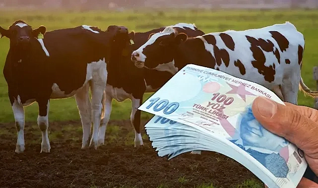 Hayvancılıkla ilgili destek miktarları artıyor!