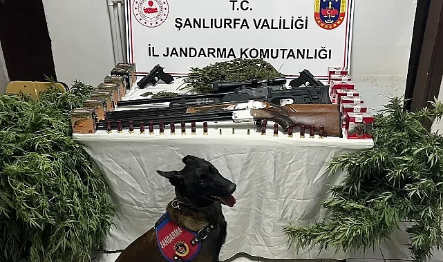 JASAT, Harran’da operasyon yaptı! Uyuşturucu ve silahlar ele geçirildi!