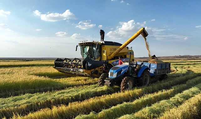 Şanlıurfa’da Karacadağ Pirinç Hasadı Başladı