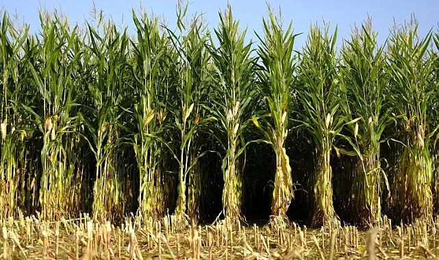 Şanlıurfa’da tarla gününde tanıtılacak! Anıza mısır ekimi uygulaması!