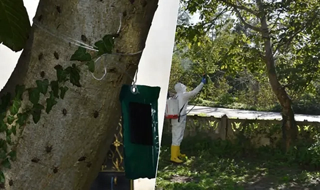 Büyük zarar veriyor! 40 ilde harekete geçildi!