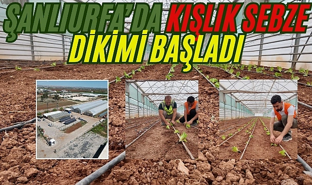 Büyükşehir, Serasında Kışlık Sebze Dikimi Gerçekleştirildi