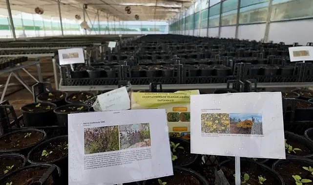 Şanlıurfa Büyükşehir Belediyesi’nden ‘Kurakçıl Peyzaj Tasarımı’na destek