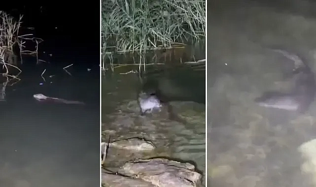 Şanlıurfa’da görüldü! Fırat serin sularında yüzdü!