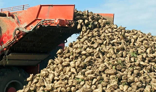 Şeker pancarı alım fiyatı ne kadar?