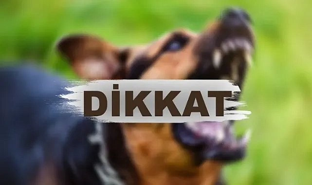 Urfa’da kritik kuduz uyarısı!