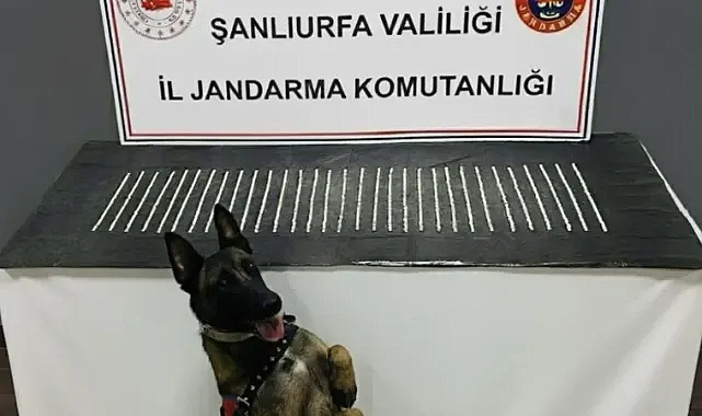 Urfa’da narkotik operasyonu! Binlerce ele geçirildi!