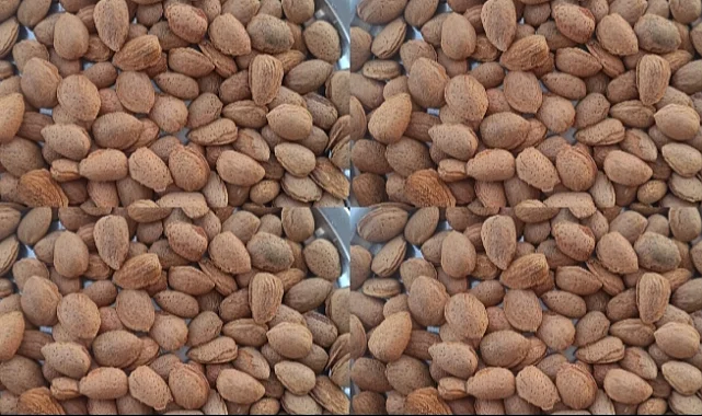 Şanlıurfa Çiftçisine ‘İsrail Bademi’ Darbesi