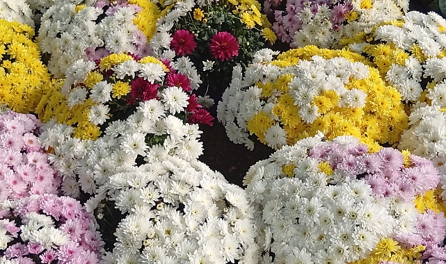 Şanlıurfa’da Çiçekçilerde Öğretmenler Günü Hareketliliği