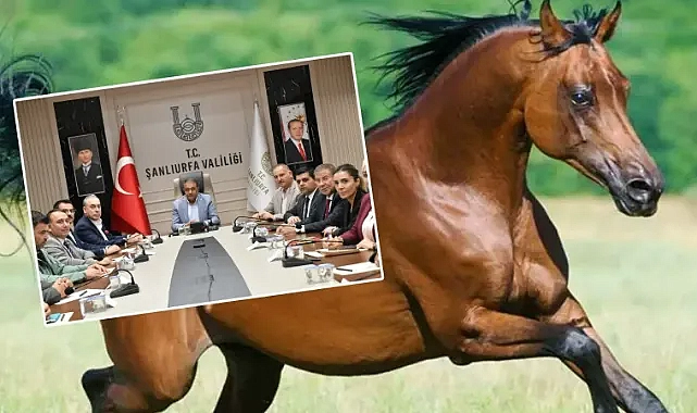 Urfa’da Arap Atı yetiştiriciliğinde önemli adım!
