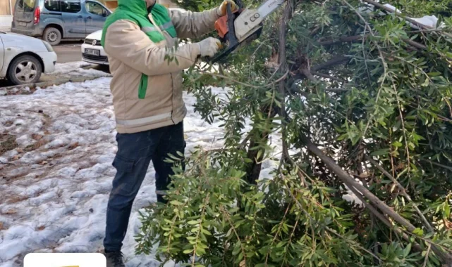 Haliliye’de Ağaç Güvenliği Öncelikte