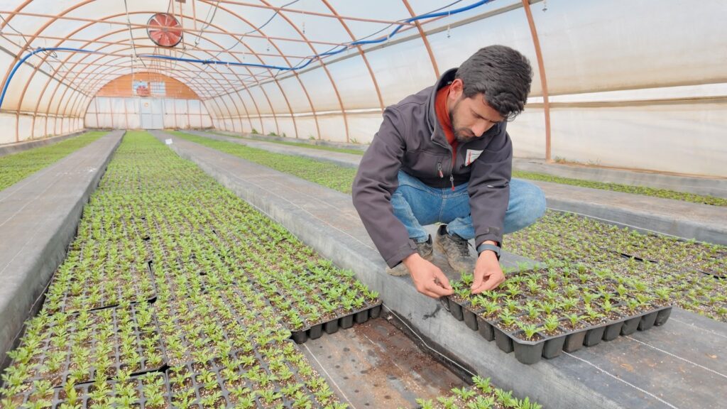 BÜYÜKŞEHİR SERALARINDA 400 BİN YAZLIK ÇİÇEK ÜRETİLİYOR