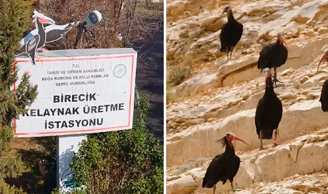 Şanlıurfa Valisi Şıldak: Kelaynaklar geleceğe umut oluyor!