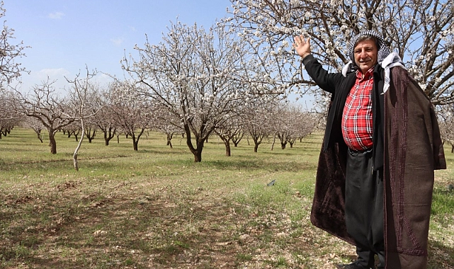 Şanlıurfa Badem Üretiminde Zirveye Yaklaşıyor