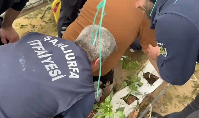 Şanlıurfa’daki serada kaza: Demir saplanan genç kurtarıldı