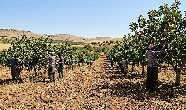 Urfa fıstığı için dev adım!