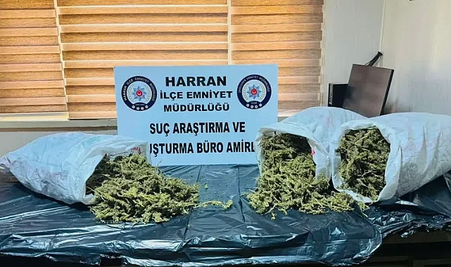 Harran’da uyuşturucu operasyonu: 1 tutuklama
