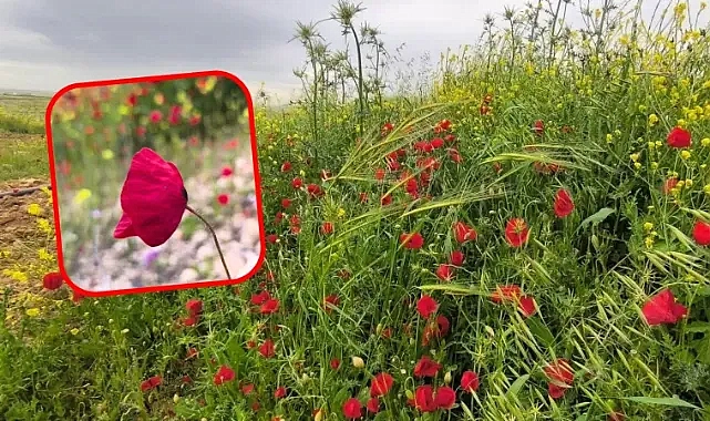 Harran Ovası’nda olanlar herkesi şaşırttı! Gören telefonuna sarılıyor