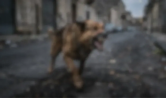 Şanlıurfa’da 70 yaşındaki adama köpek saldırdı!