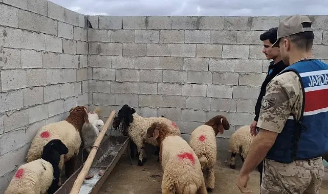 Şanlıurfa’da kayıp hayvanlar drone destekli çalışmayla bulundu