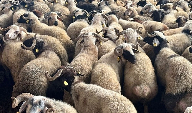 Ticaret Bakanlığı’ndan Şanlıurfa Dahil Kritik Bayram Dolandırıcılığı Uyarısı