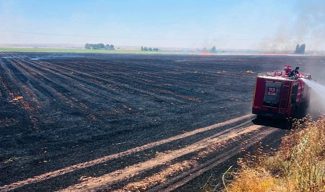 Harran Aydınlar Mahallesi’nde korkutan anız yangını: 500 dönüm kül oldu