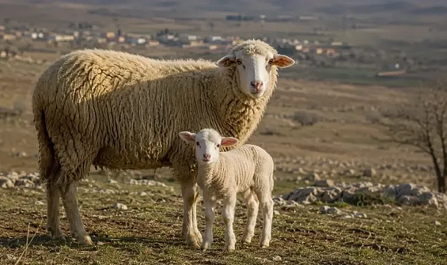 Harran’da kayıp koyun ve kuzusu için çağrı!