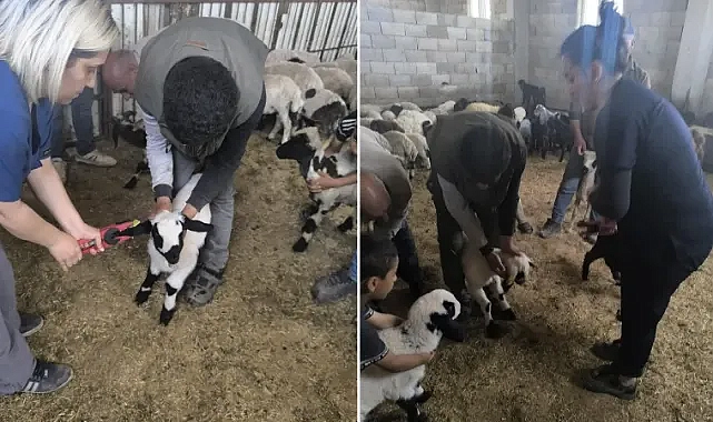 Şanlıurfa’da hayvan sağlığı ve kayıt çalışmaları sürüyor