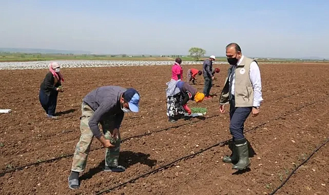 Şanlıurfa’da tarım işçilerinin yevmileri belli oldu! İşte açıklanan miktar!