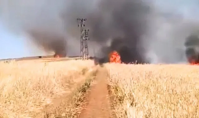 Şanlıurfa Haliliye’deki tarla küle döndü!