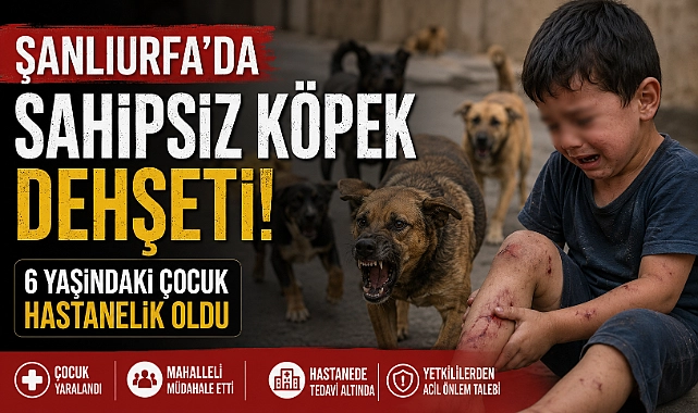 Şanlıurfa’da Sahipsiz Köpek Dehşeti: 6 Yaşındaki Çocuk Hastanelik Oldu