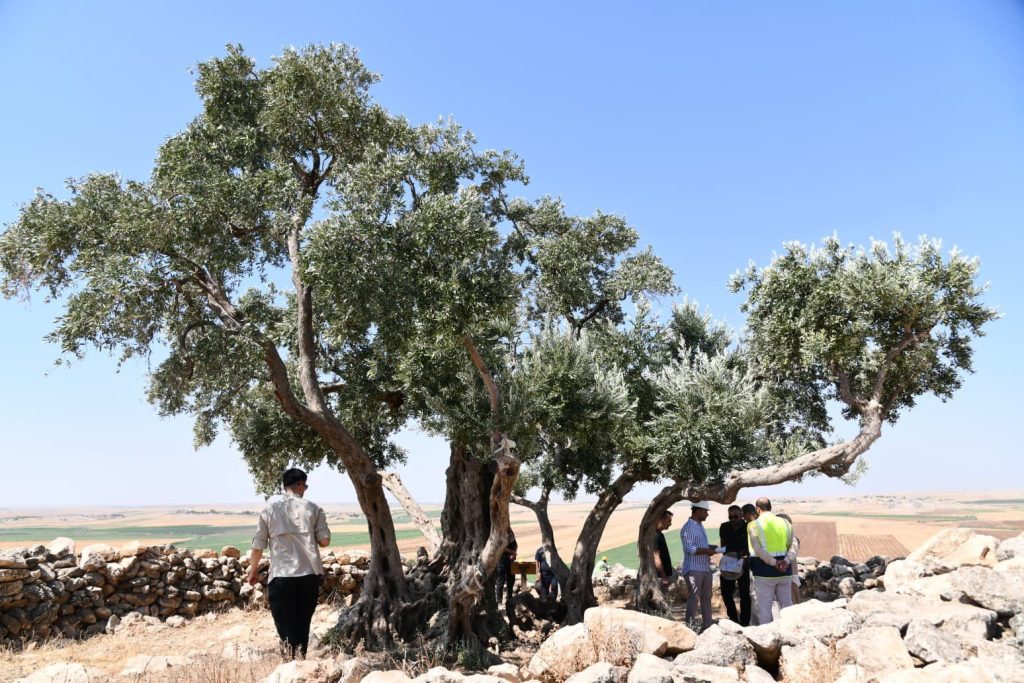 Eyyübiye’de 13 Asırlık Anıt Zeytin Ağacı İçin Çevre Düzenlemesi Başlatıldı