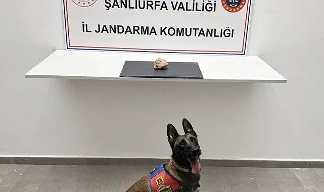 Şanlıurfa’da operasyon! 250 kilo bonzai üretilebilecek ham madde yakalandı