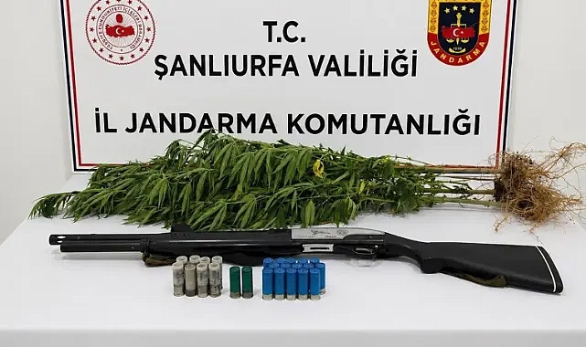 Şanlıurfa’da operasyon: Kenevir ve ruhsatsız av tüfeği ele geçirildi