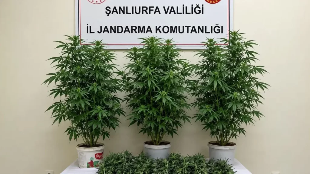 Şanlıurfa’da jandarmadan kenevir operasyonu!