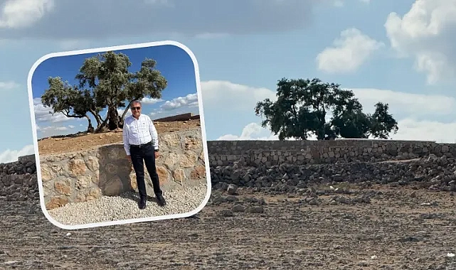 Şanlıurfa’daki asırlık zeytin ağacı ile ilgili yeni gelişme!
